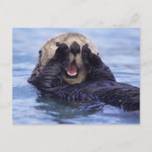 Postal Lindo nutria marina   Alaska, EE. UU.