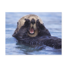 Lindo nutria marina | Alaska, EE. UU.