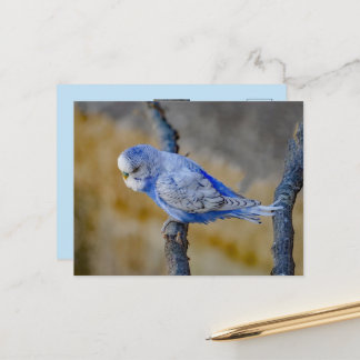 Postal Lindo periquito azul Foto personalizada