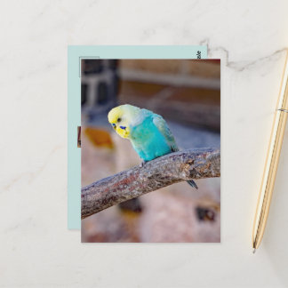 Postal Lindo periquito turquesa con foto personalizada