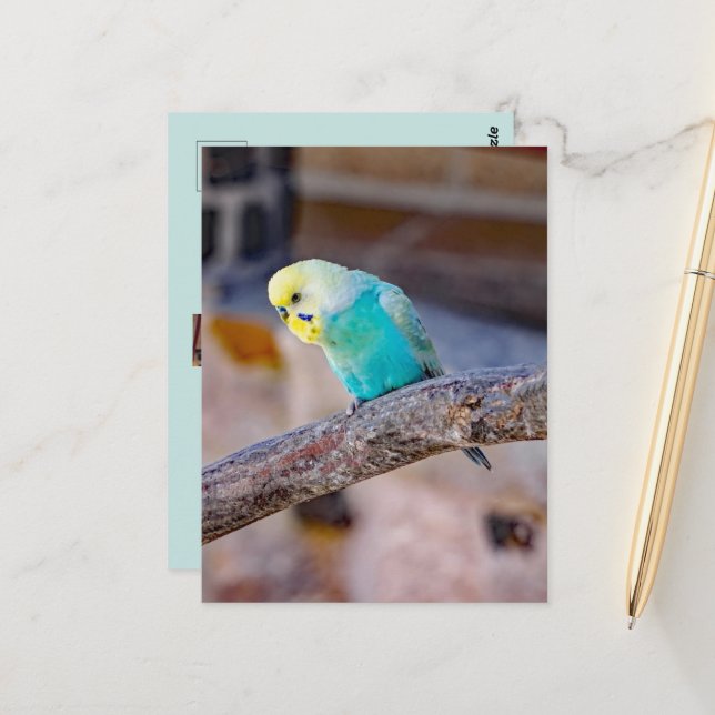 Postal Lindo periquito turquesa con foto personalizada (Anverso/Reverso In Situ)