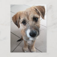 Lindo perrito triste