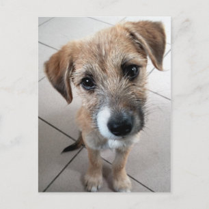 Postal Lindo perrito triste