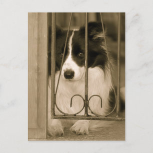 Postal Lindo perro Border Collie