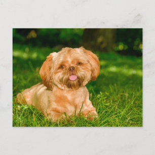 Postal Lindo perro Shih Tzu acostado en hierba verde