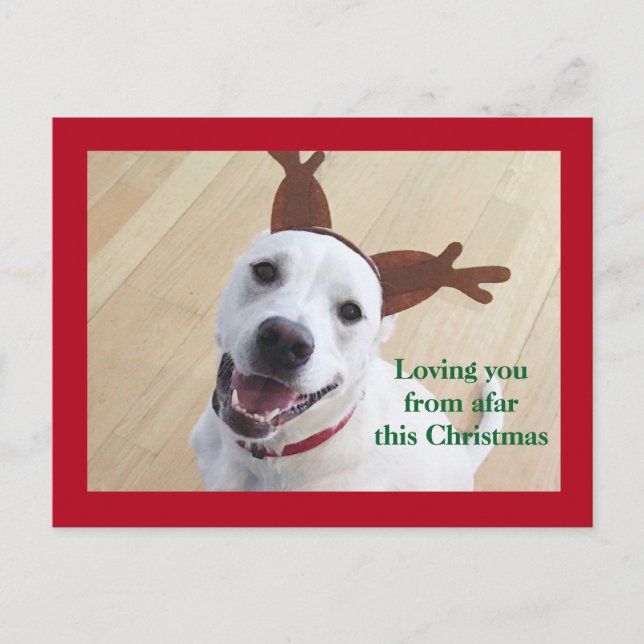 Postal Lindo reno blanco sonriente perro rojo Navidad (Anverso)