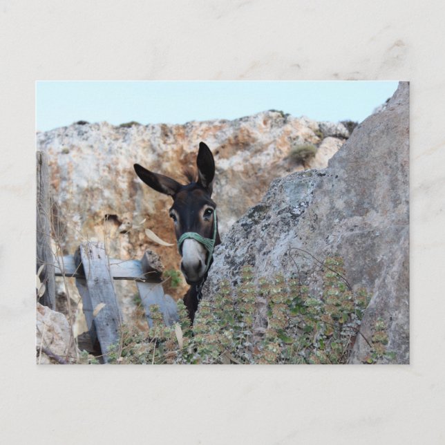 Postal Lindos Donkey (Anverso)