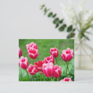 Postal Lindos tulipanes escarlatas en el jardín