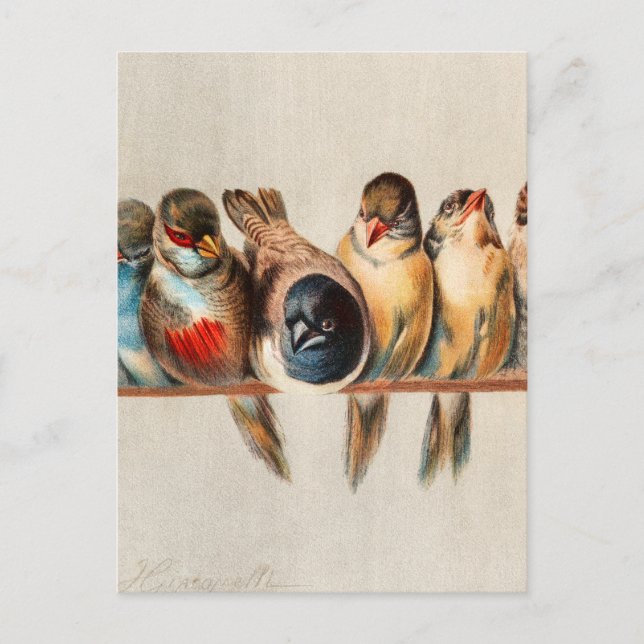 Postal Línea de aves y palomas (Anverso)