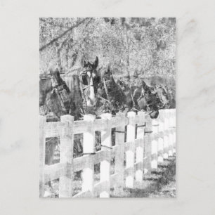 Postal Línea de Caballos Amish Negro y Blanco