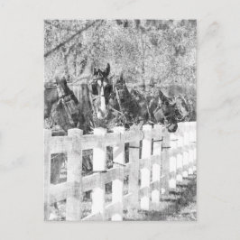 Postal Línea de Caballos Amish Negro y Blanco
