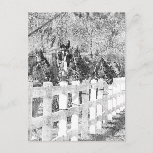 Postal Línea de Caballos Amish Negro y Blanco (Anverso)