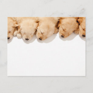 Postal Línea de Cachorros Dorados Durmientes