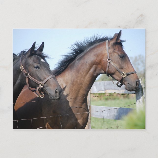 Postal Línea de finalización de carreras de caballos (Anverso)