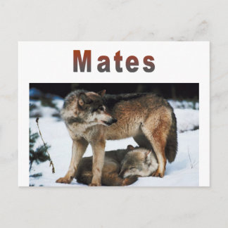 Postal Línea Wolf Mates