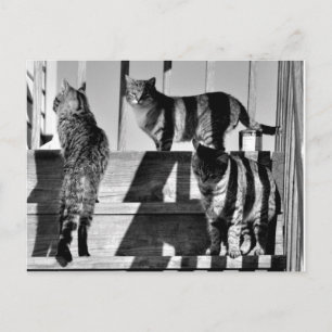 Postal Líneas de gato