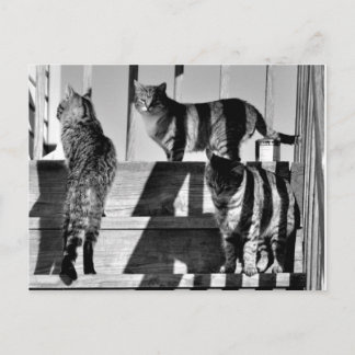 Postal Líneas de gato