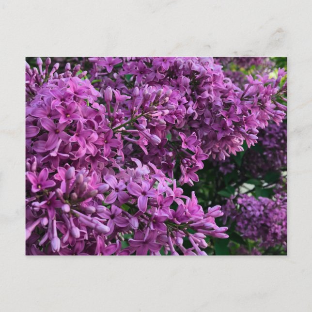 Postal Línlacas rosadas púrpura | foto floral rosa románt (Anverso)