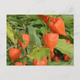 Postal Linternas Chinas (Physalis alkekengi)
