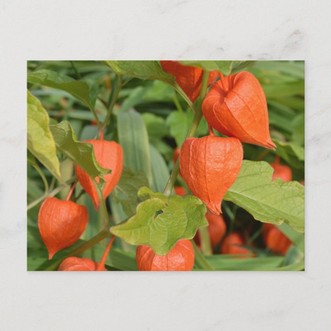 Postal Linternas Chinas (Physalis alkekengi) (Anverso)