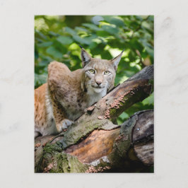 Postal Linx Rojo En La Selva