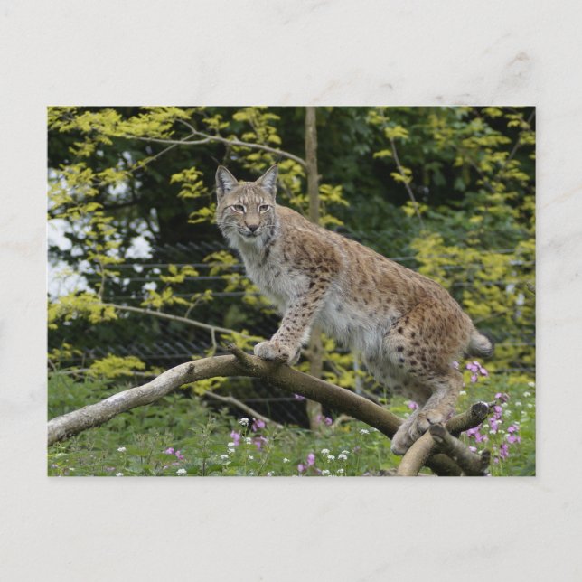 Postal Linx Rojo En Una Rama De Árbol (Anverso)
