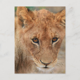 Postal Lion Cub