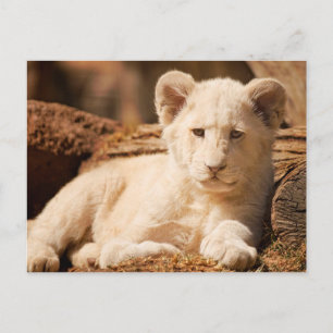 Postal Lion Cub