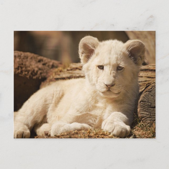 Postal Lion Cub (Anverso)