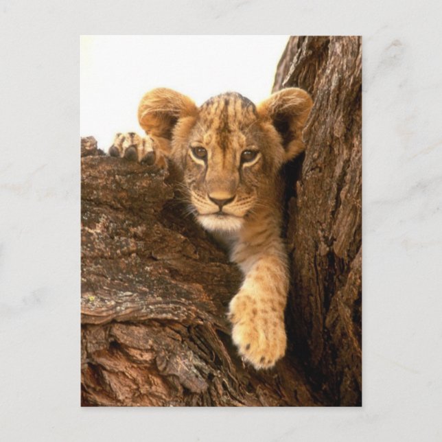 Postal Lion Cub (Anverso)