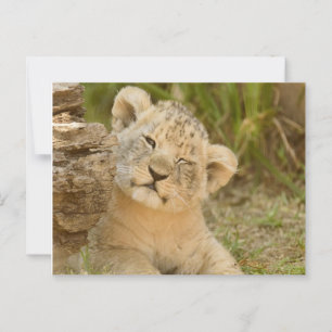 Postal Lion Cub