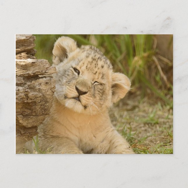 Postal Lion Cub (Anverso)
