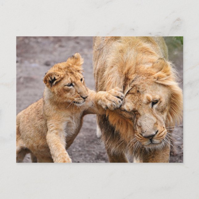 Postal Lion Cub jugando con su padre (Anverso)