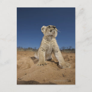 Postal Lion Cub (Panthera Leo) sentado en la arena, Namib