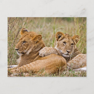 Postal Lion Cubs Lounging