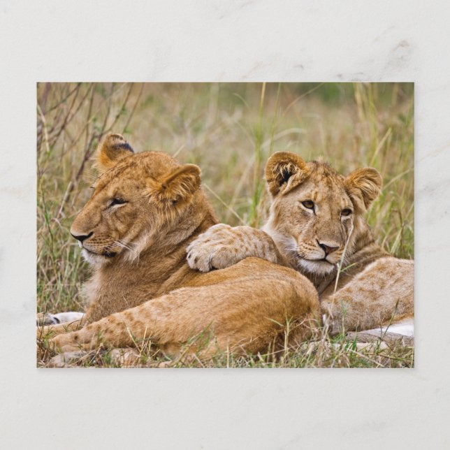 Postal Lion Cubs Lounging (Anverso)