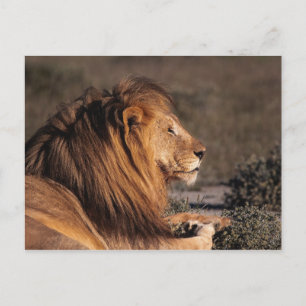 POSTAL LION MASCULINA - PERFIL