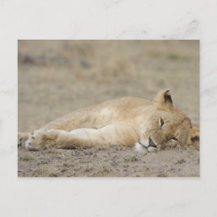 Postal Lion (Panthera leo) descanso de cachorros, Masai M