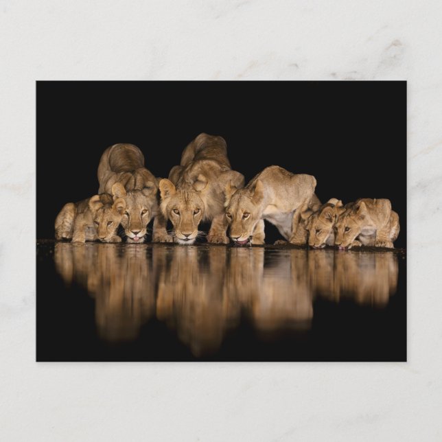 Postal Lion Pride Drinks at the Water Hole at Night (Anverso)