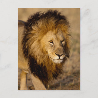 Postal Lion Stalking