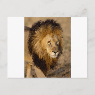 Postal Lion Stalking