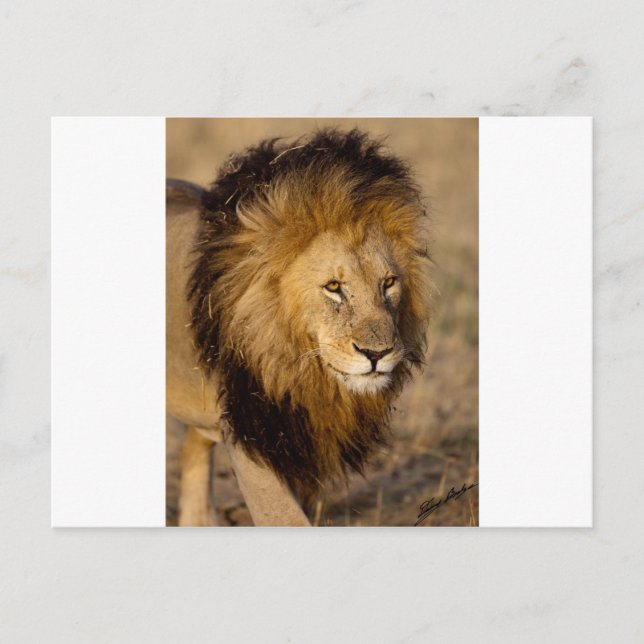 Postal Lion Stalking (Anverso)