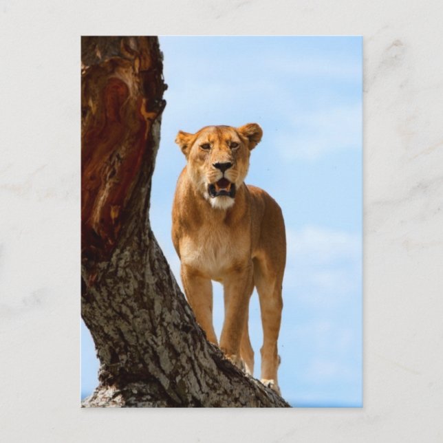 Postal Lionesa (Anverso)