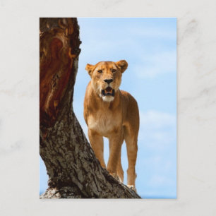 Postal Lionesa