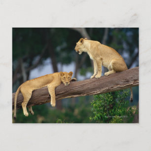 Postal Lionesas en un árbol