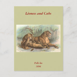Postal Lioness and Cubs, Felis leo