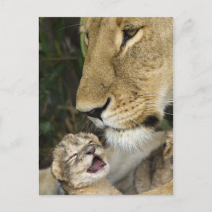 Postal Lioness and Newborn