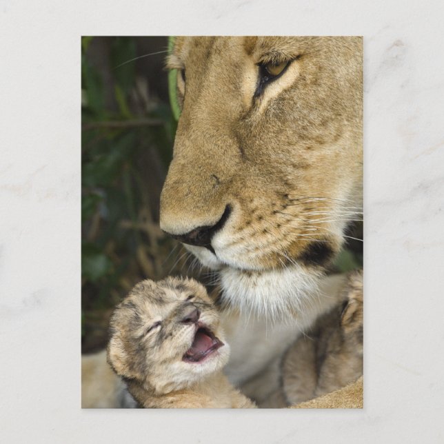 Postal Lioness and Newborn (Anverso)