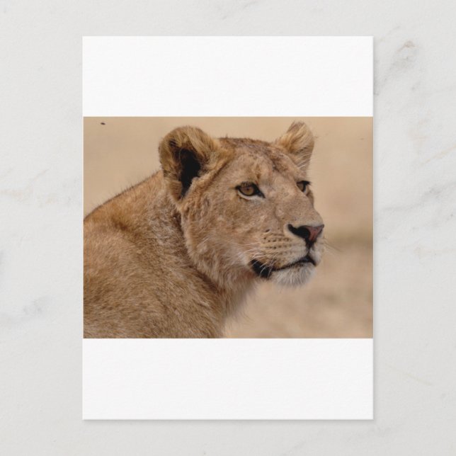 Postal Lioness head closeup (Anverso)