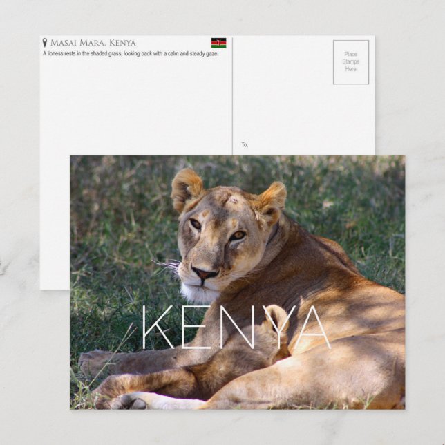Postal Lioness in Masai Mara, Kenya Travel Postcard (Anverso / Reverso)